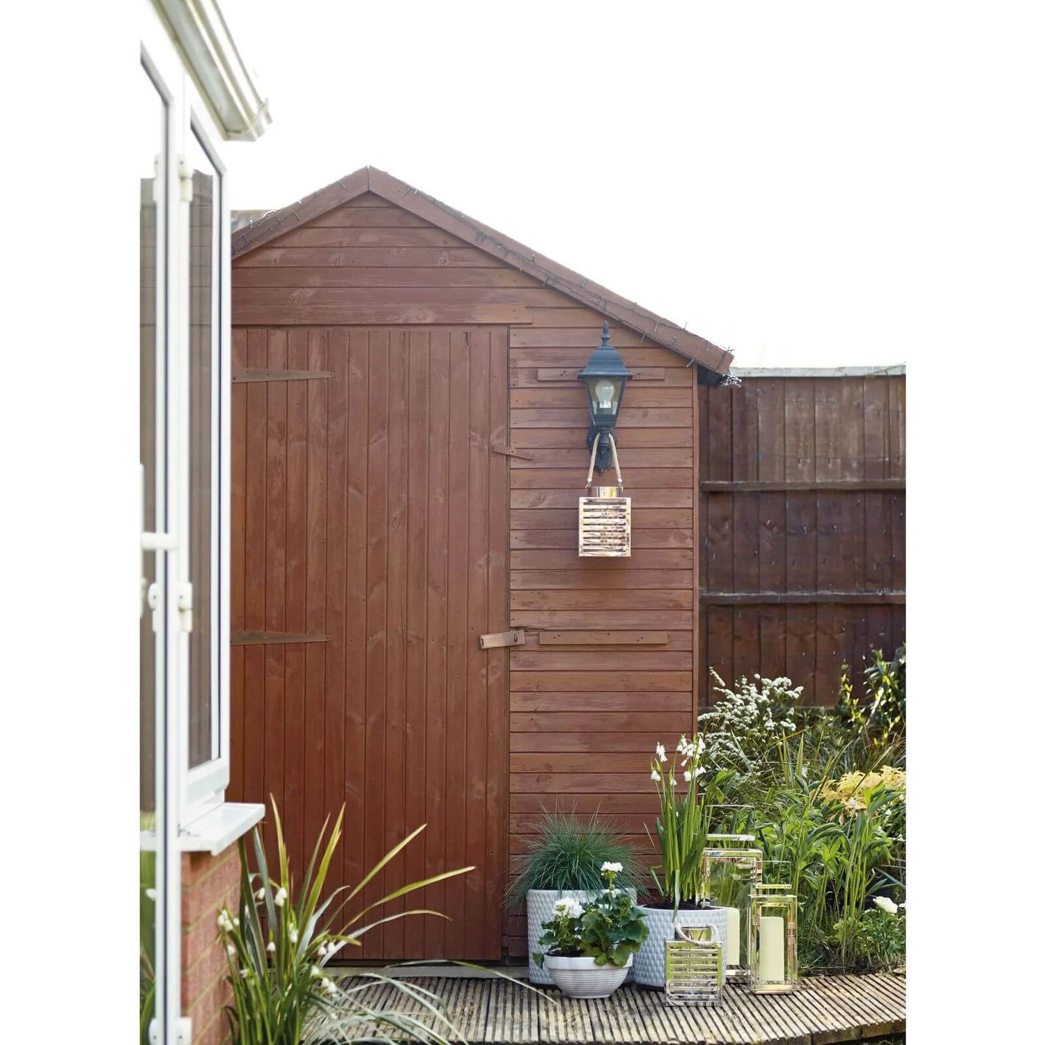 Grass Festuca Intense Blue (Blue Fescue) 17cm - Image 3