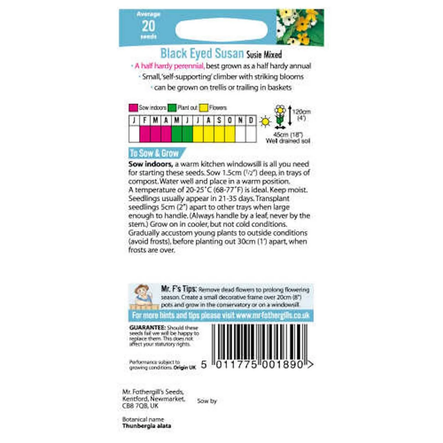 Mr. Fothergill's Black Eyed Susan Susie Mixed (Thunbergia Alata) Seeds - Image 2