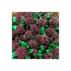 Skimmia Japonica Rubella 17cm