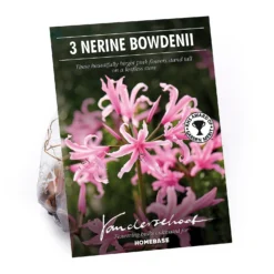 None Nerine Bowdenii - Summer Bloom Bulbs