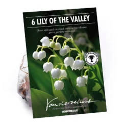 None Convallaria - Summer Bloom Bulbs