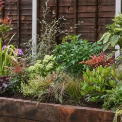 Evergreen Border Collection - 8m X 90cm