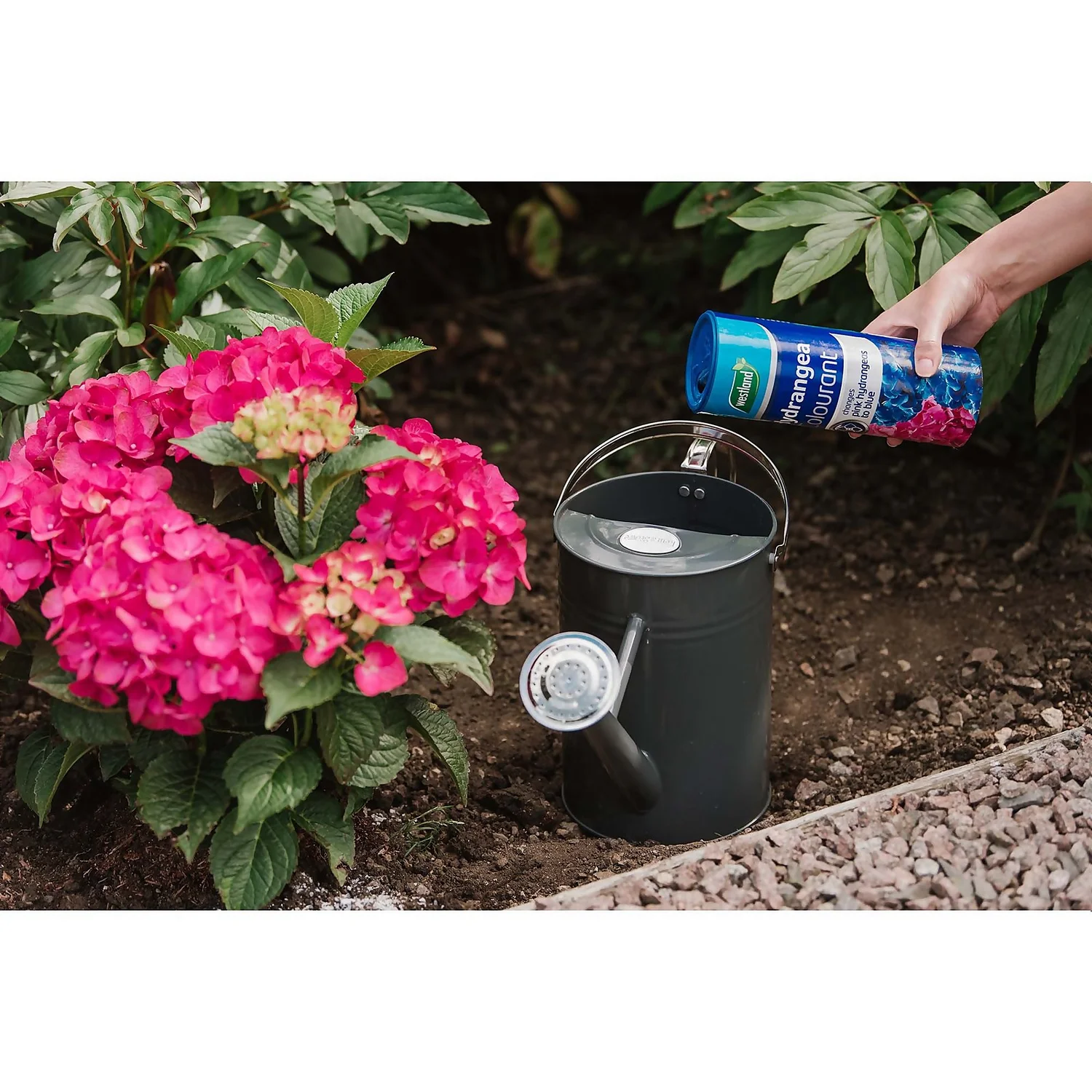 Westland Hydrangea Colourant - 500g - Image 5