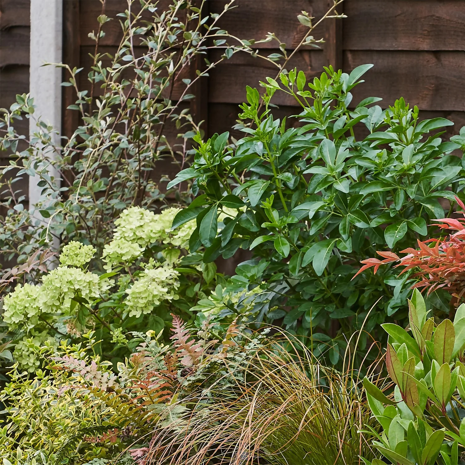 Evergreen Border 5m X 40cm - Image 5