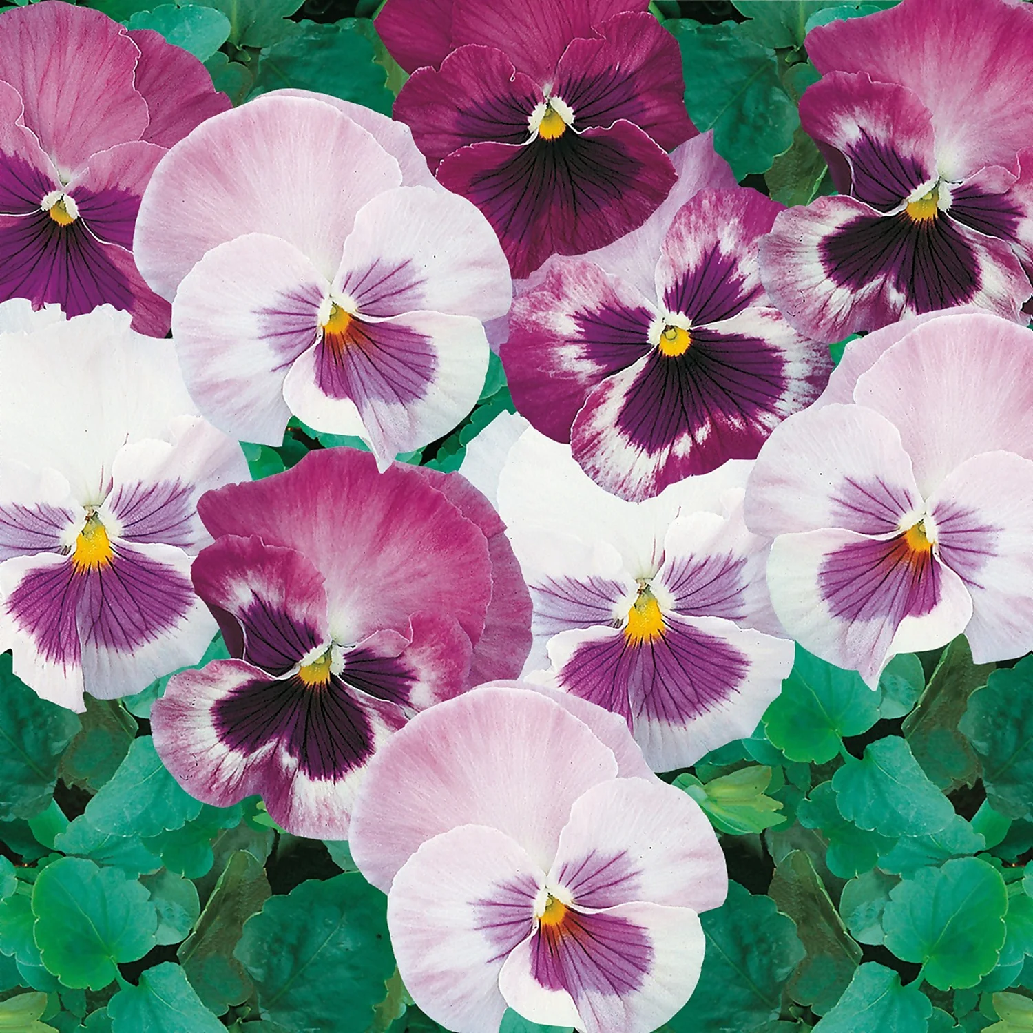Pansy Mix 6 Pack Spring