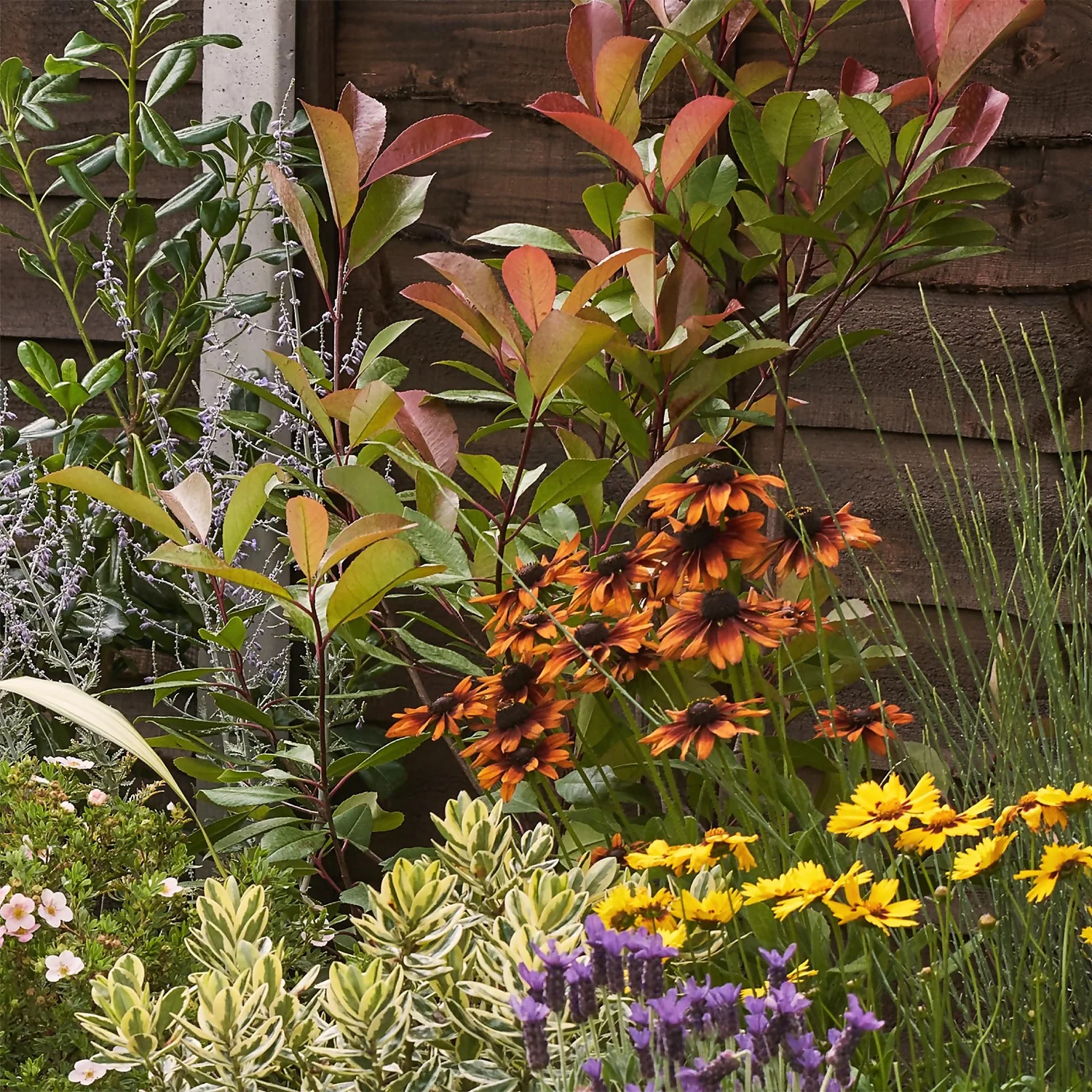 Mediterranean Border 2m X 120cm - Image 6