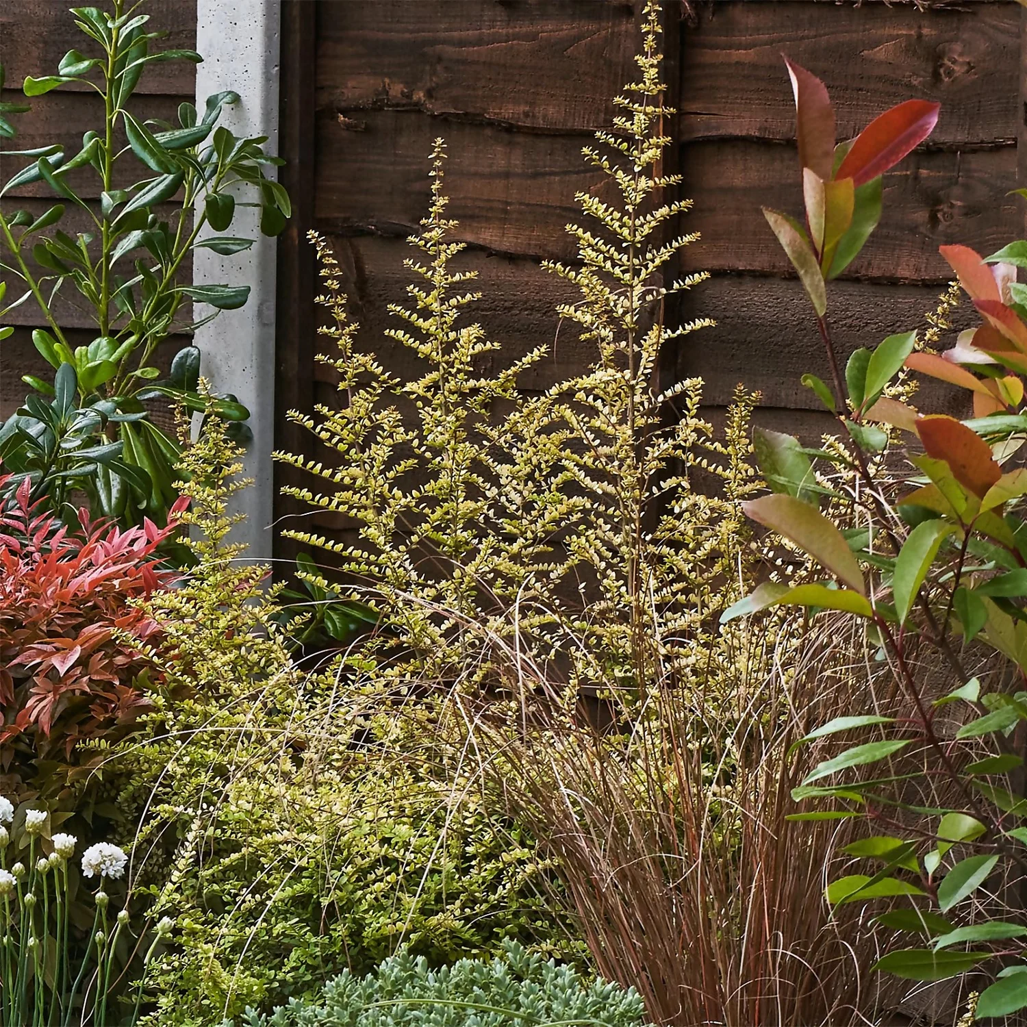 Garden On A Roll Eco Border - 6m X 40cm - Image 6