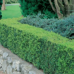 Buxus (Box) 6 Pack