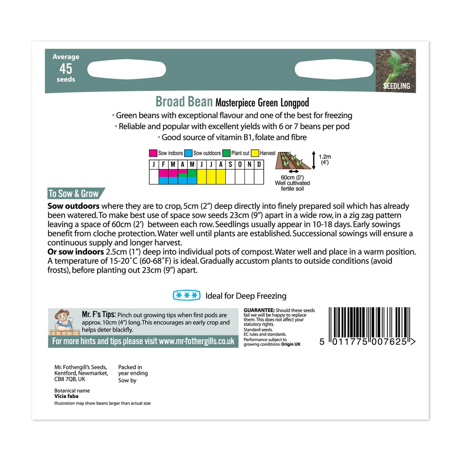 Mr. Fothergill's Broad Bean Masterpiece Green Longpod Seeds - Image 2