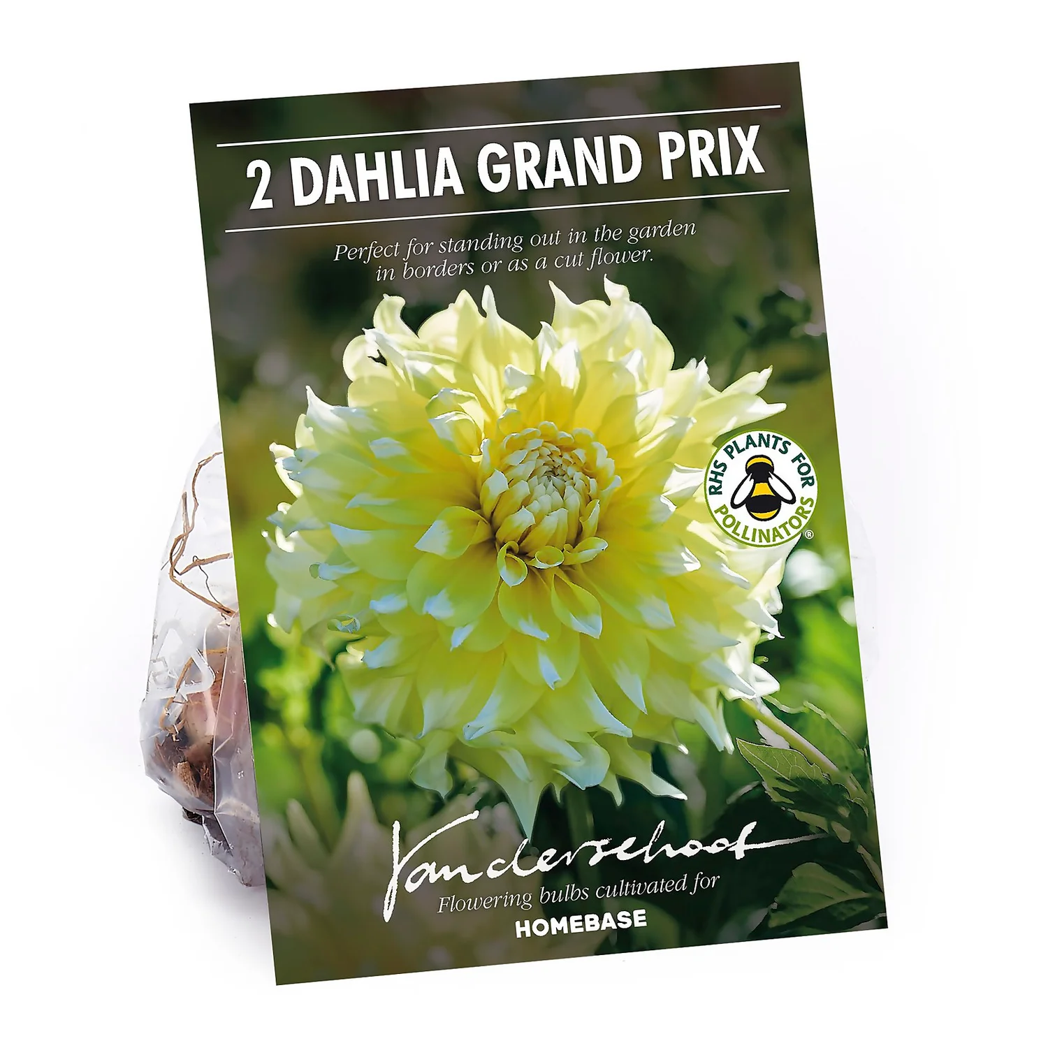 None Decorative Dahlia Grand Prix Flower Bulbs