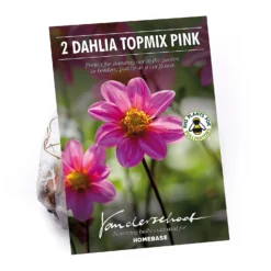 None Dahlia Single Topmix Pink