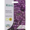 RHS Alyssum Violet Queen