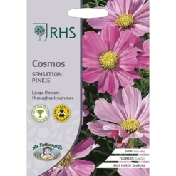 RHS Cosmos Sensation Pinkie
