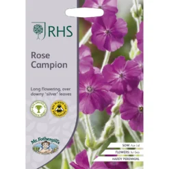 RHS Rose Campion