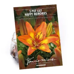 None Pot Lily Happy Memories Flower Bulbs