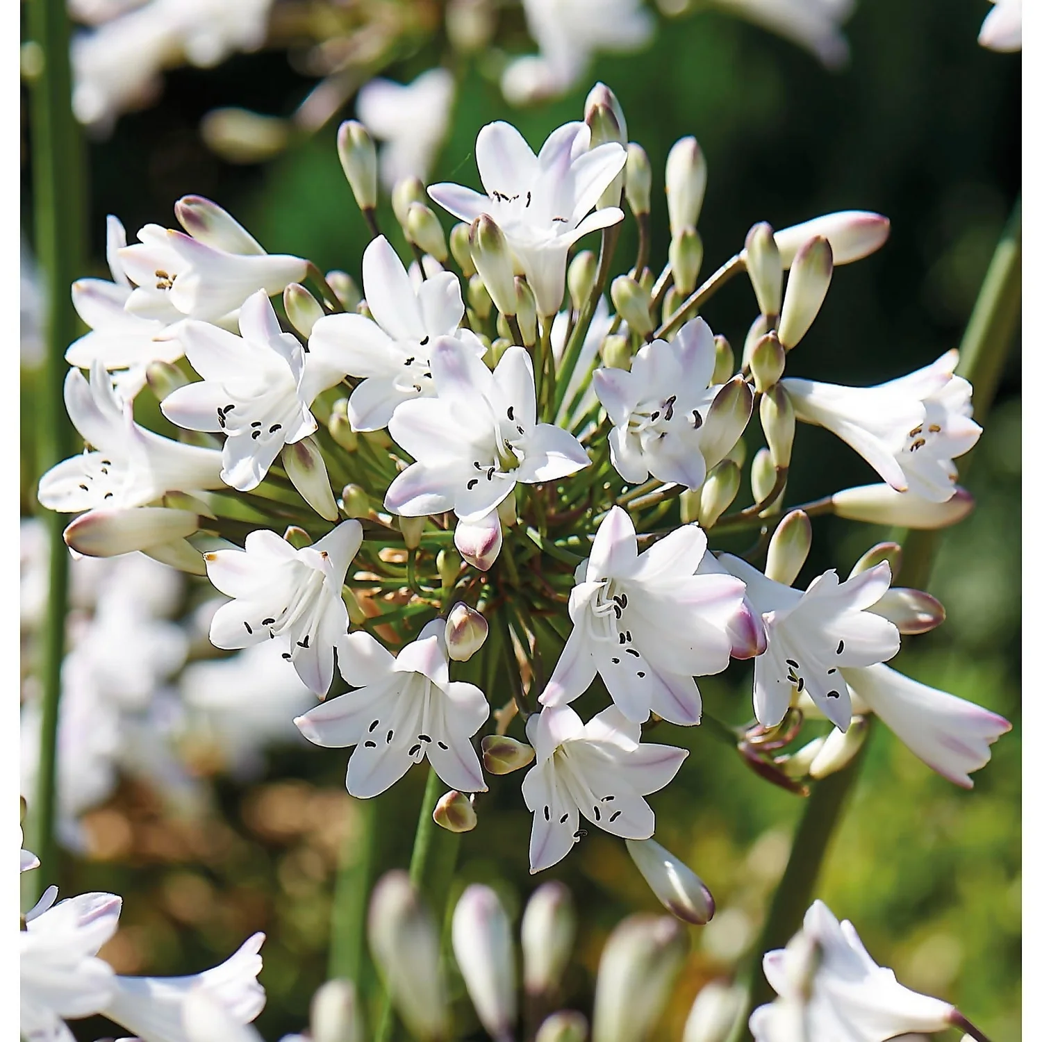 None Agapanthus Polar Ice Bulb - Image 3