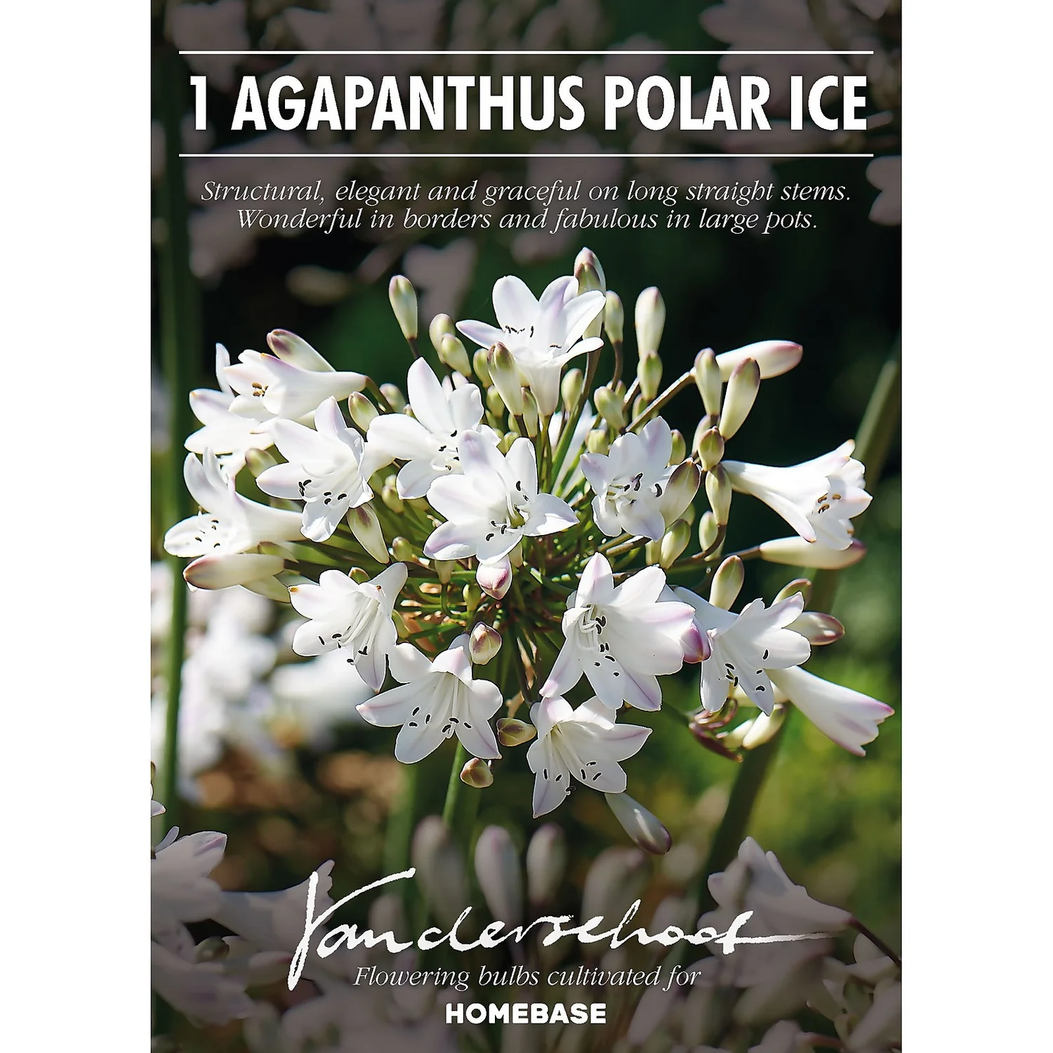 None Agapanthus Polar Ice Bulb - Image 2