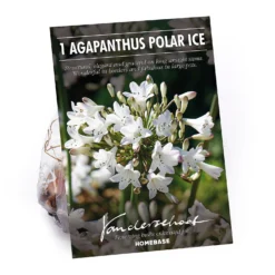 None Agapanthus Polar Ice Bulb