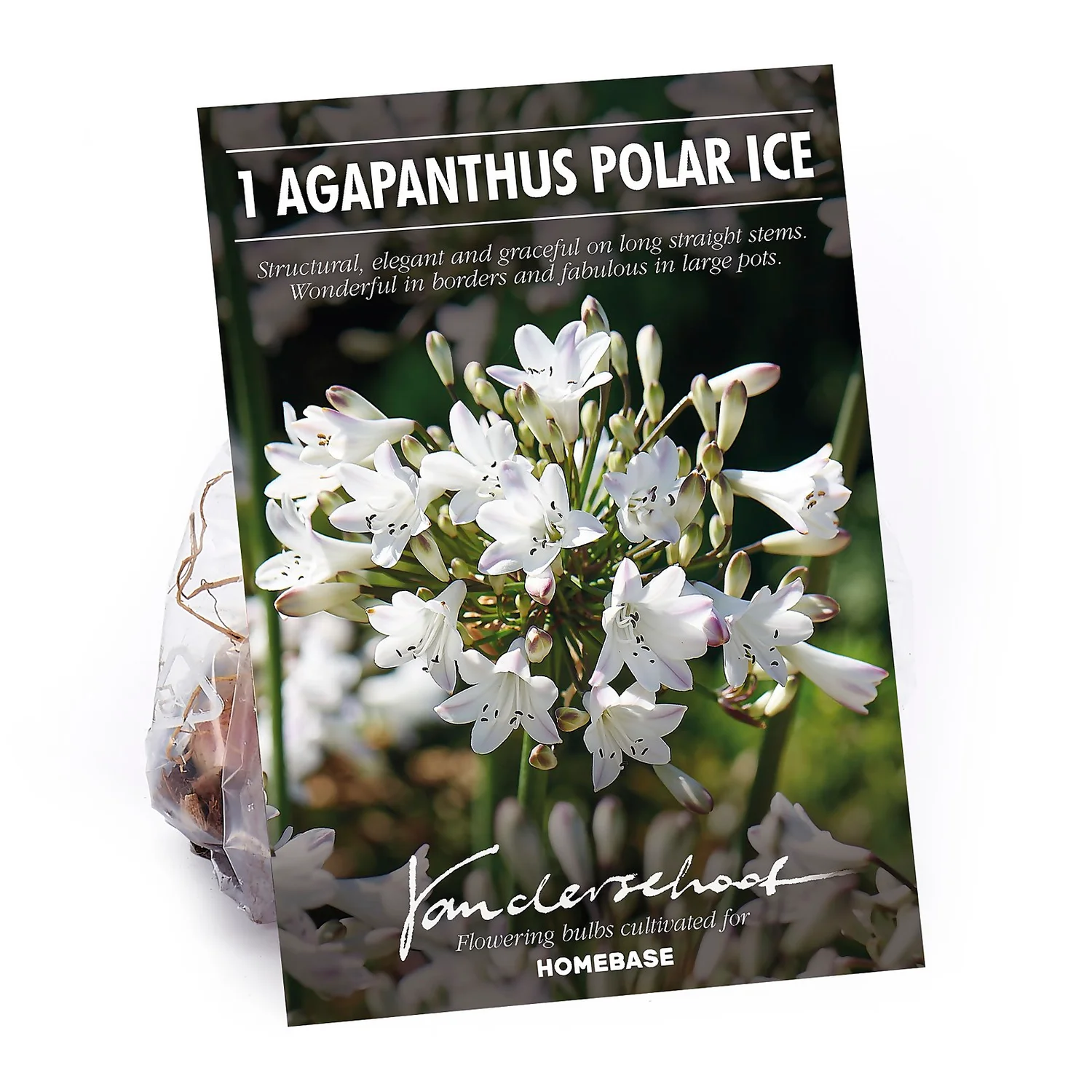 None Agapanthus Polar Ice Bulb