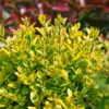 Ligustrum Ovalifolium 10L