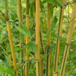Bamboo Gold Phyllostachys Aureosulcata Aurea 10L