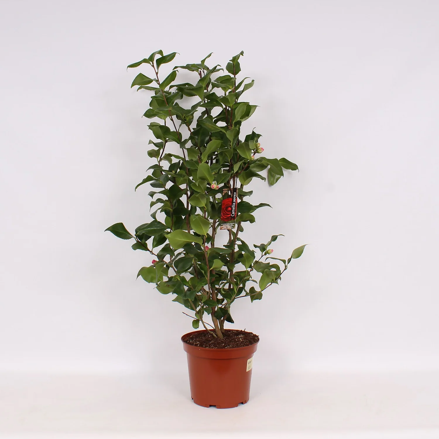 Camellia Mix 27cm Buds 20+