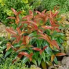 Leucothoe Mix 17cm