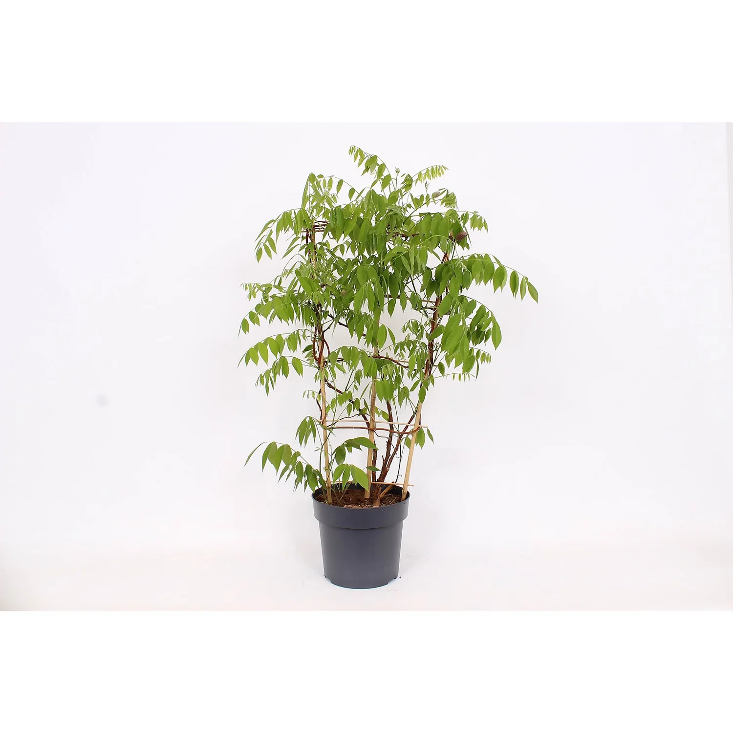 Wisteria Frutescens Amethyst Falls 24cm Large Trellis - Image 3