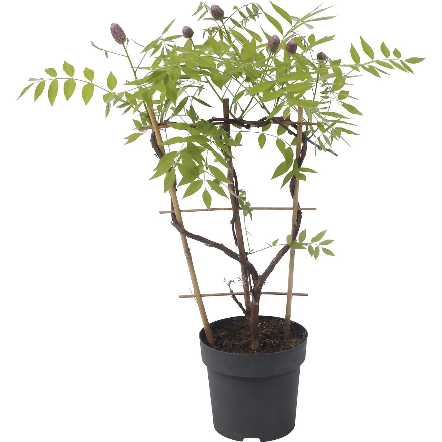 Wisteria Frutescens Amethyst Falls 24cm Large Trellis - Image 2