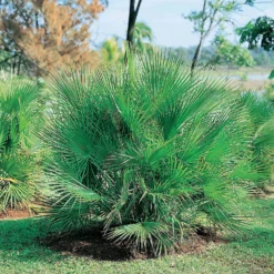 Chamaerops Humilis (Dwarf Fan Palm) 22cm