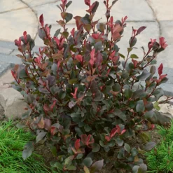 Photinia X Fraseri Red Robin 18L Half Standard