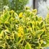 Euonymus Mix 10L