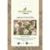 Country Living Aquilegia Petticoat Pink Seeds
