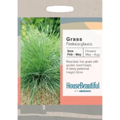 House Beautiful Grass Festuca Glauca Seeds