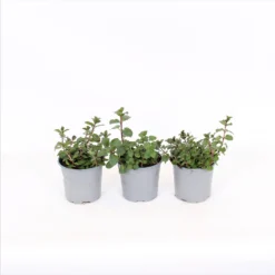 Herb 14cm Mint Garden
