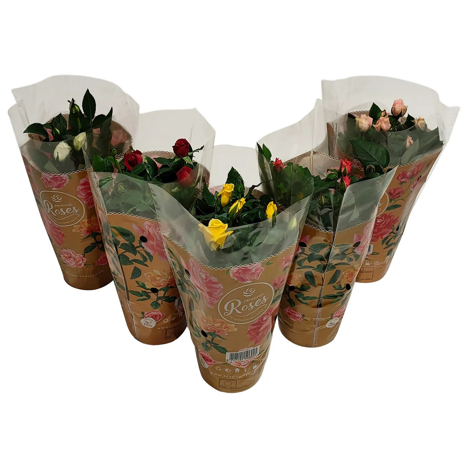 None Miniature Rose Houseplant - 10.5cm