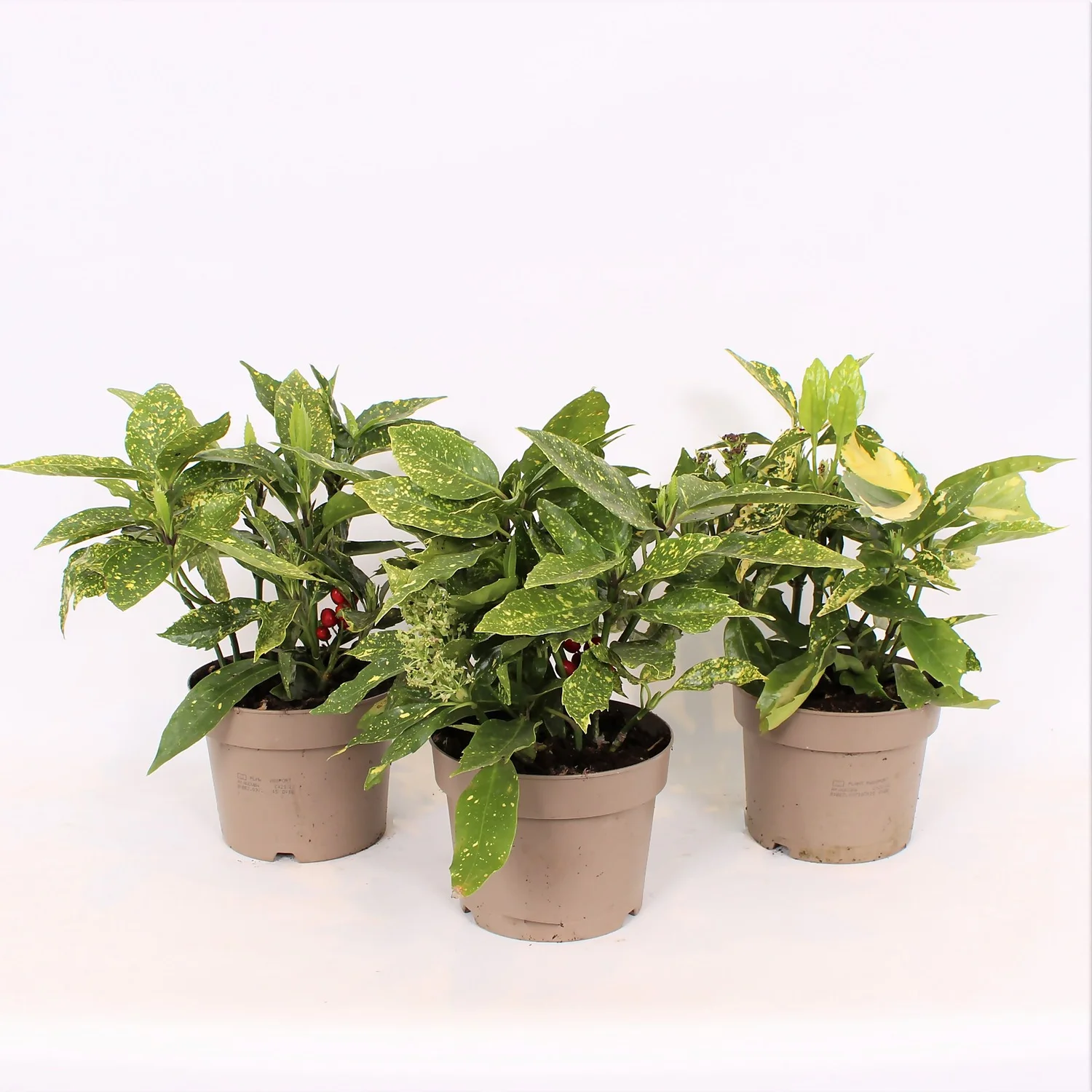 Aucuba Japonica Variegata 17cm