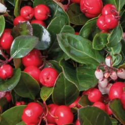 Gaultheria Procumbens Big Berry 6 Pack