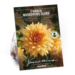 None Decorative Dahlia Noordwijks Glorie Flower Bulbs