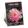None Decorative Dahlia Extase Flower Bulbs