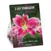 None Oriental Lily Stargazer Flower Bulbs