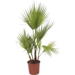 Washingtonia Robusta Palm 22cm