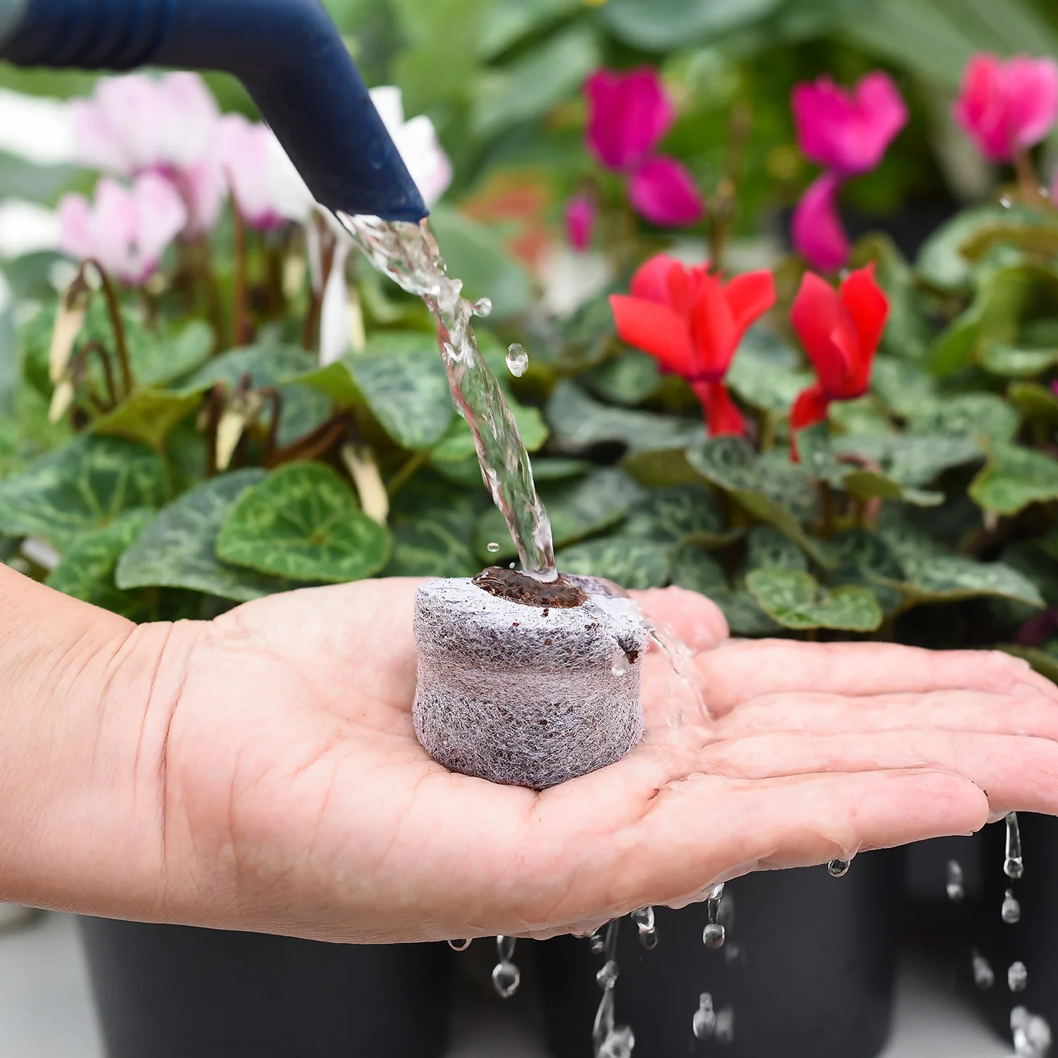 Coco & Coir Seed Germination Dots - 40mm - Image 3