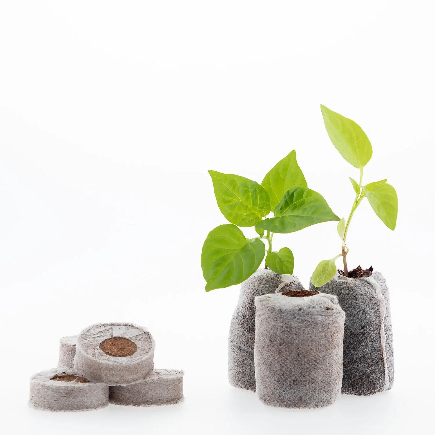 Coco & Coir Seed Germination Dots - 40mm - Image 2