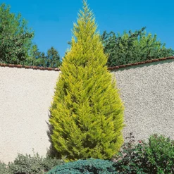 Cupressus Macr. Goldcrest Wilma Pyramid (Cupressus Macrocarpa Goldcrest) 14cm
