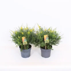 Genista Blooming Dreams 17cm