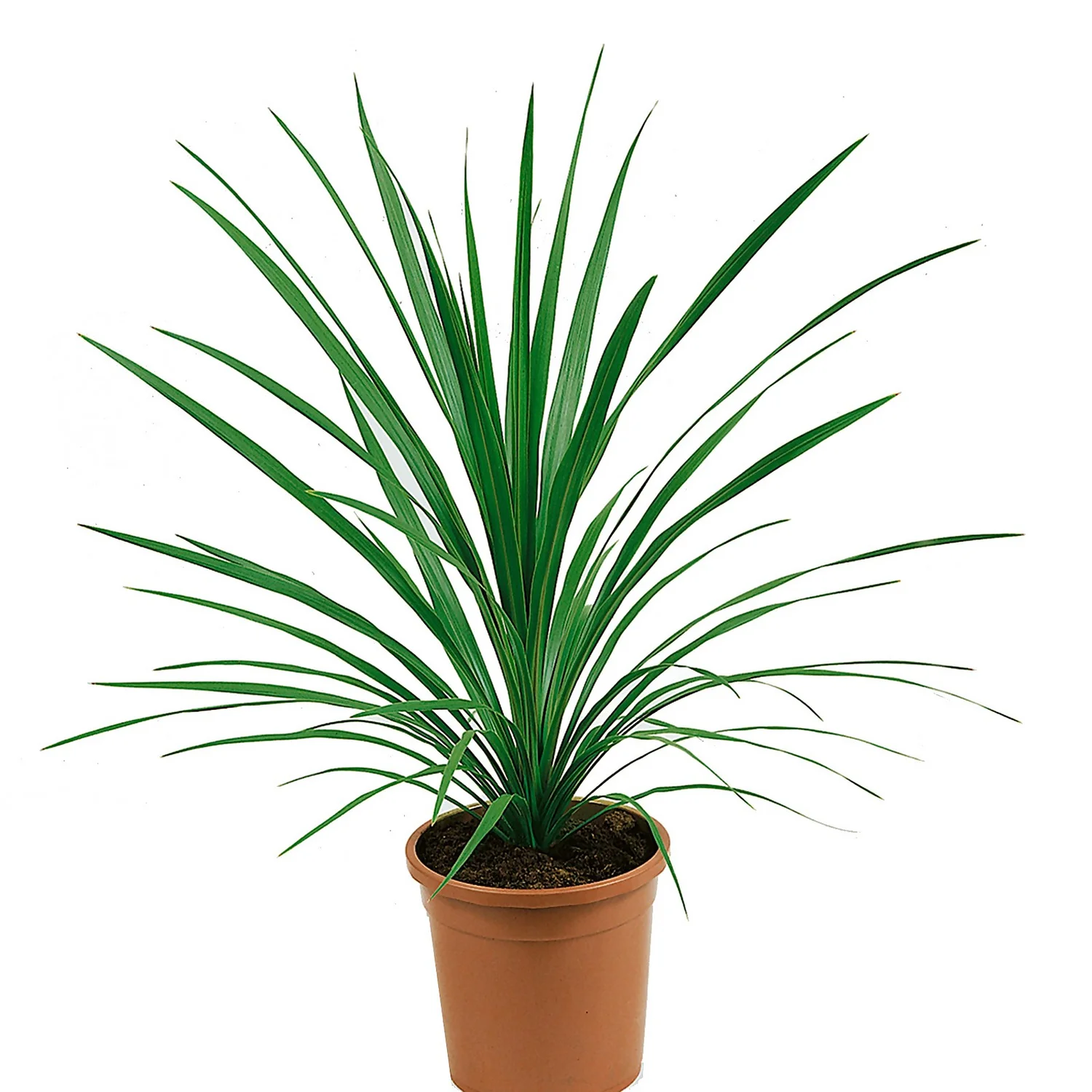 Cordyline Australis Special Mix 17cm