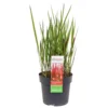 Grass Imperata Red Baron 19cm