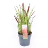 Grass Imperata Red Baron 14cm