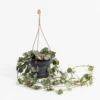 Ceropegia Woodii (String Of Hearts) In Hanging Basket